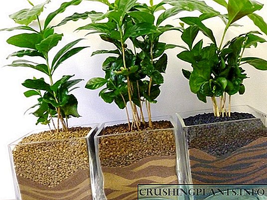 မှတ်စုများစိုက်ပျိုးထုတ်လုပ်: ကော်ဖီသစ်ပင်