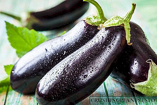 Eggplant vernd gegn sjúkdómum og meindýrum