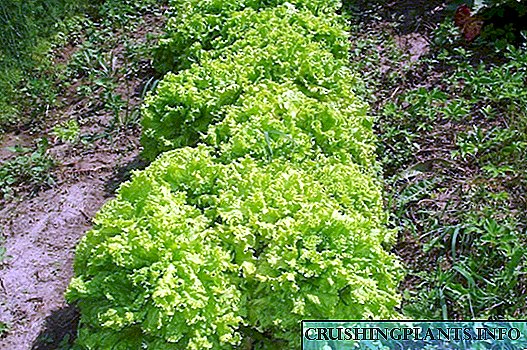 Zelene salate