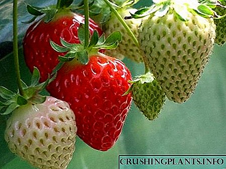Wild strawberries - matou te taʻua o le strawberries