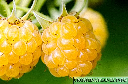 Yellowолти малини - сорти, одгледување и грижа
