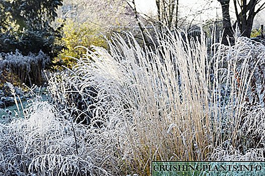 Kopsht lulesh dimëror - perennials që janë të bukura edhe në dimër