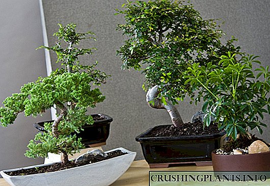 Rregulla të arta për rritjen e bonsai shtëpie