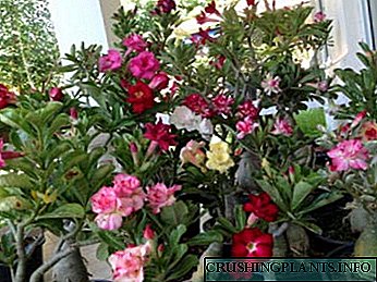 Adenium home fatty transplant and pruning