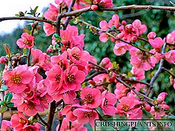 Quince budidaya Jepang lan perawatan ndhuwur Reproduksi pruning ndhuwur