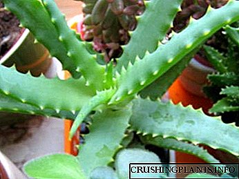 Aloe nyumbani utunzaji kumwagilia kupandikiza na uzazi