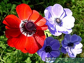Mbjellja anemone dhe riprodhimi i kujdesit dhe rritja nga farat
