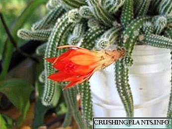Aporocactus tuisversorging gee plantplantplanting voort