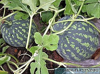 Ang watermelon nagtubo sa bukas nga yuta nga nagpugas sa mga binhi alang sa mga semilya