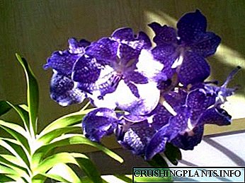 Ang Ascocena orchid care watering ug pag-uma sa balay