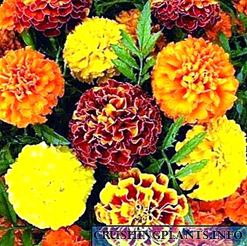 Jenis lan spesies Marigold, nandur wiji ing lemah