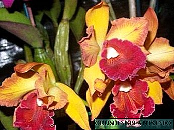 Brassavola орхидеи нејзините видови и грижа дома