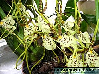 Bruna orkideo hejmzorgo akvanta grundan transplanton