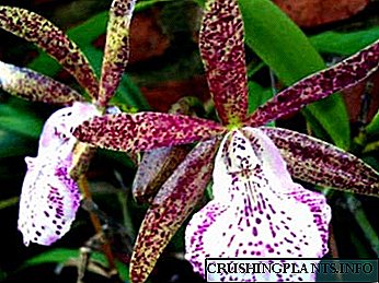Orchid Brassocattlea - lênêrîn û domdariya li malê