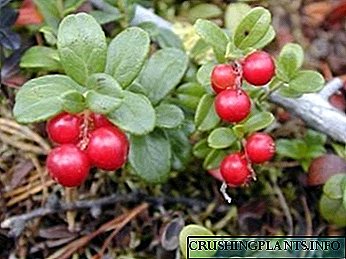 လွင်ပြင်၌ Lingonberry စိုက်ပျိုးခြင်းနှင့်စောင့်ရှောက်မှုအတွက်အသုံးဝင်သောဂုဏ်သတ္တိများ
