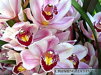 Cymbidium orchid– ის საშინაო მოვლის გადანერგვის რეპროდუქცია