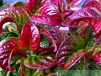 Leukotoe кадрава црвена садење и грижа за одгледување семе