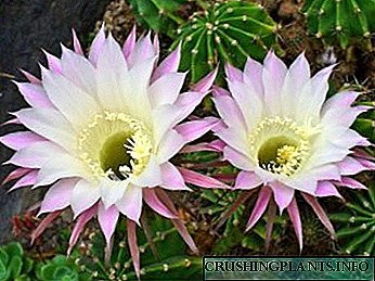 Echinopsis home care වතුර බද්ධ කිරීමේ ප්‍රතිනිෂ්පාදනය