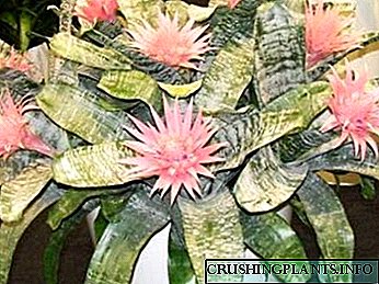 Ehmeya цвет нега и репродукција на домот од страна на процеси