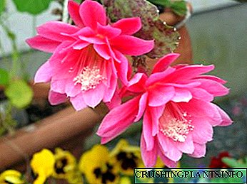 Epiphyllum տնային խնամքի ջրամատակարարման փոխպատվաստման վերարտադրություն