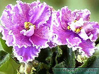 Hyacinthum curam transferre domus, generationis sheet