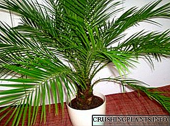 Kujdesi dhe mirëmbajtja e palmave në shtëpi