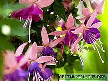 Fuchsia Kultivatioun an Pfleeg Doheem Pruning Reproduktioun