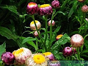 Tanduran Helichrysum lan perawatan ing situs mbukak lapangan