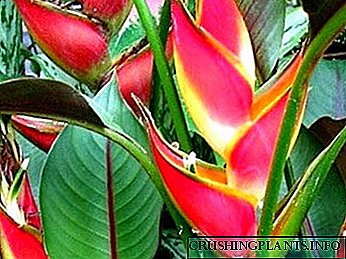 Heliconia curas in domum reproduction flos mascarene parrot