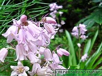 Hyacinthoiden Planzung a Pfleeg am Open Feldwasser Reproduktioun