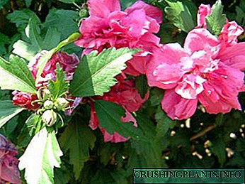 လွင်ပြင်၌ hibiscus ဥယျာဉ်ကိုစိုက်ပျိုးချိန်နှင့်စောင့်ရှောက်မှု, မျိုးပွား