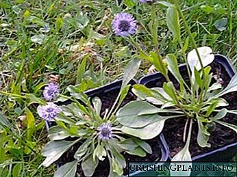Globularia (bruiner) plant en versorging in die ope-grond reproduksie