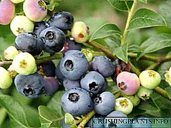 Tanduran Blueberries lan perawatan mbanyoni lan nyebarake