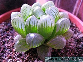 Ang Haworthia home care watering reproduction reproduction