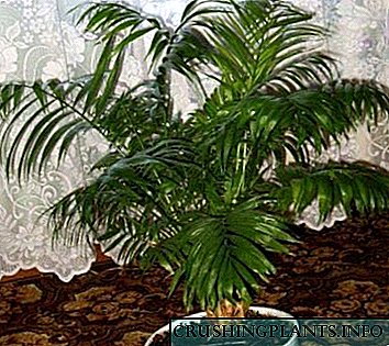 Howea utawa Kentia breeding transisi perawatan