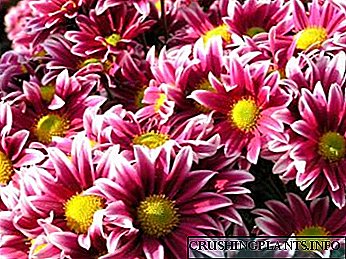 Pangmatagalang pagtatanim ng Chrysanthemum at pangangalaga ng pagtutubig ng pagpaparami ng pataba