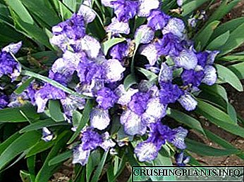 It-tħawwil tal-iris u l-kura fir-riproduzzjoni fertilizzant fl-art miftuħa