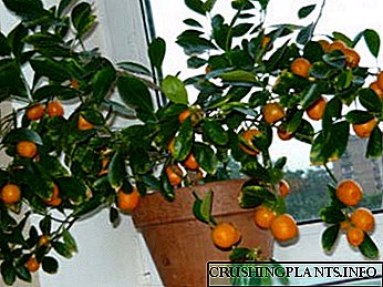 Kalamondin citrus pag-atiman sa balay, pagbalhin ug abono