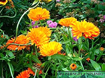 ပွင့်လင်းမြေပြင်မျိုးစပါးမြှောက်အတွက် Marigold စိုက်ပျိုးခြင်းနှင့်စောင့်ရှောက်မှု