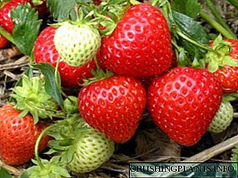Ang pagtatanim ng strawberry at pag-aalaga ng mga recipe sa pagproseso ng pagpapalaganap ng pataba