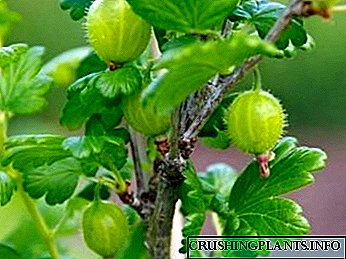 Садење цариградско грозде и грижа на отворено корисни својства
