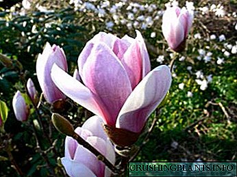 Magnolia-aanplanting en versorging in die oop grond reproduksie