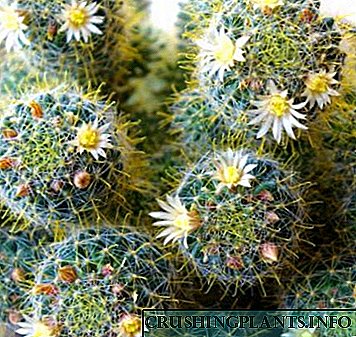 Tlhokomelo ea lapeng ea Mammillaria cactus