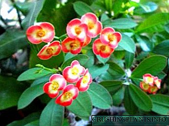 ການດູແລແລະການແຜ່ພັນພາຍໃນບ້ານ Euphorbia (euphorbia)