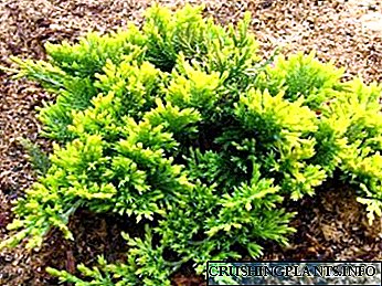 Juniperus plantabant in aperto agro curam modi conceptus ovium tempus