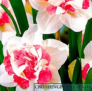 Daffodils cura plantabant in aperto agro: multiplicari semen