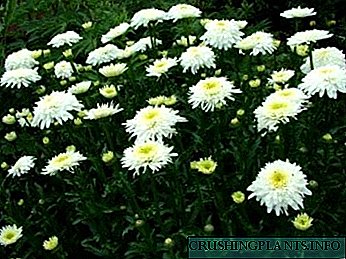 Leukanthemum culture, care, reproduction and photo