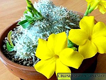 Uzgoj sjemena za kućnu njegu Pachypodium cactus