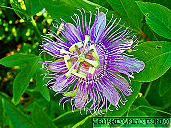 Zehfkirina navgîniya transiflora Passiflora malê
