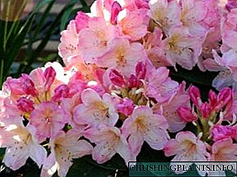 Rhododendron na-akụ ma na-elekọta mmiri ịgbara ya mmiri, na-akụ ya ma mịpụta ya